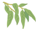 ユーカリ葉油